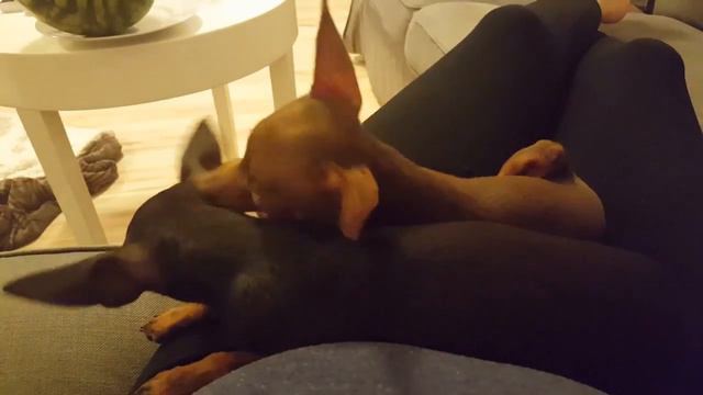Sweet dreams Luna to Lada смотреть онлайн
