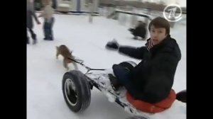 Нелегальные СОБАЧЬИ БОИ!!! ШОК!!! Пит БУЛИ!!! Illegal DOG FIGHTING!!! SHOCK!!! Pit BULLS!!