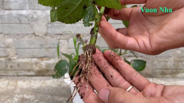 You will know one more way to propagate roses when you know this смотреть онлайн