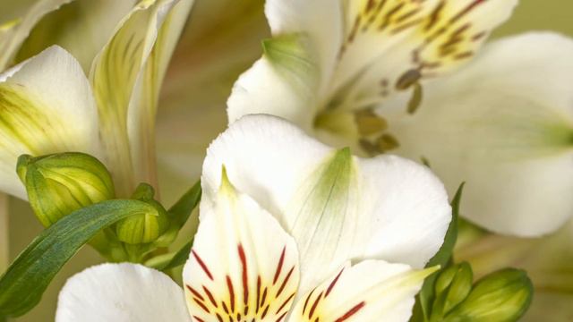 Alstroemerias flowers смотреть онлайн