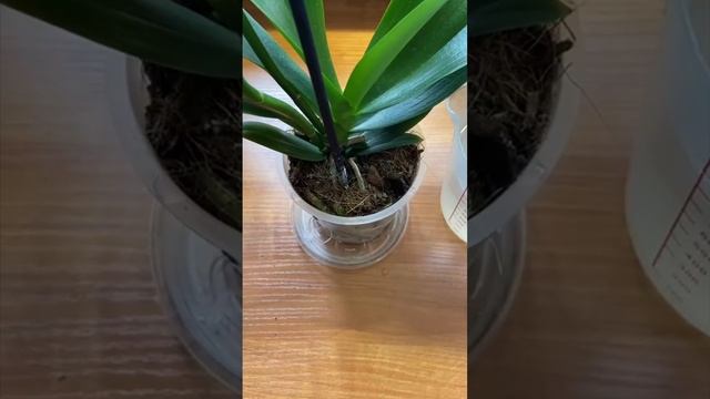 Полив орхидей (способ первый)