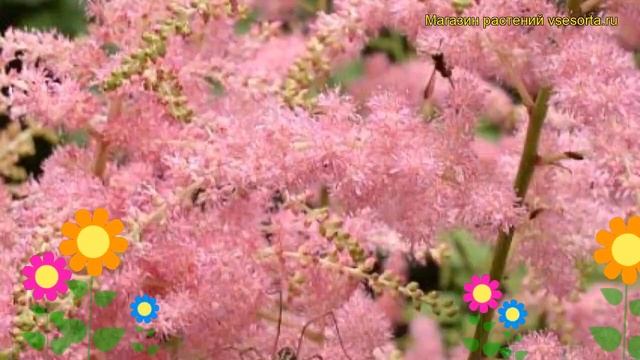 Астильба арендса Брессингэм Бьюти. Краткий обзор, описание характеристик, где купить рассада смотреть онлайн