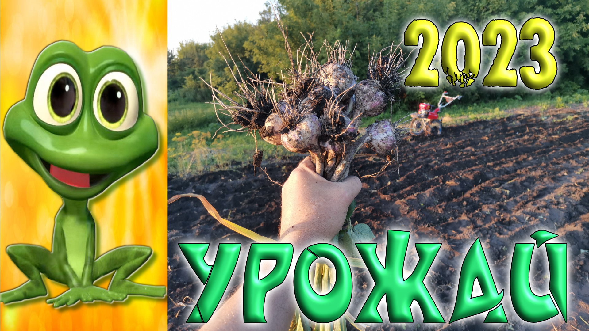 ЧЕСНОК. УРОЖАЙ 2023. Копаю мотоблоком впервые в жизни. Оцените результат...