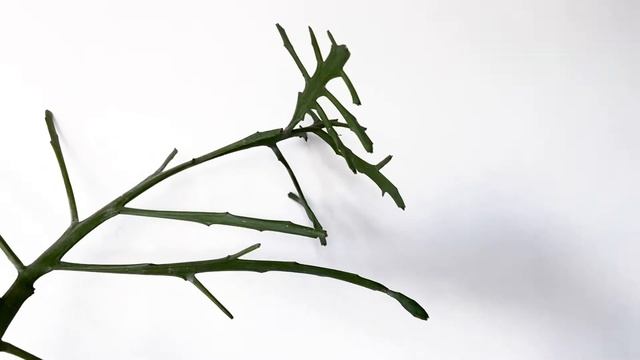 ЭУФОРБИЯ МОЛОЧАЙ XYLOPHYLLOIDES [Краткий Видео Обзор] смотреть онлайн