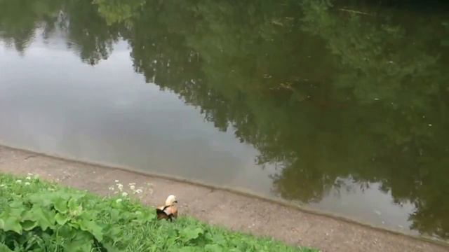 Уточки у Серебряно-Виноградных Прудов в Измайлово смотреть онлайн