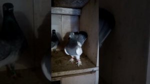 Урюпинские Голуби какие они?