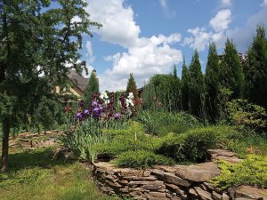 Хвойные растения в ландшафтном дизайне