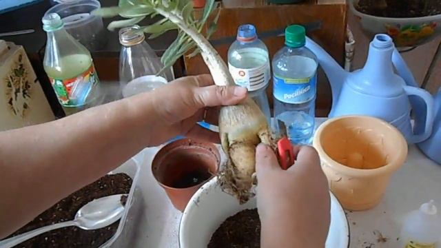 Адениум: режем корни? нет, корешки ) смотреть онлайн