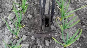 Прополка чеснока быстро и эффективно.. Приспособление для облегчения ручного труда.