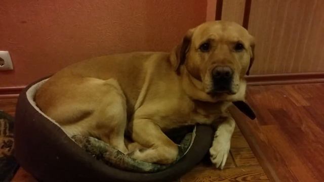 Роник думает, что он маленький. смотреть онлайн