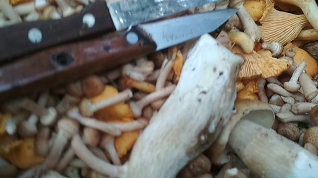 VID_20230911_143130.mp4 смотреть онлайн