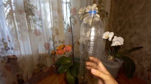 Цитокининовая паста для ОРХИДЕЙ мой опыт использования