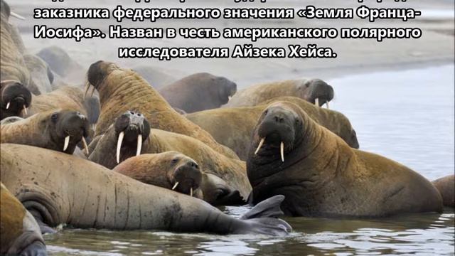RI1FJ Остров Хейса Земля Франца Иосифа. С сайта dxnews.com смотреть онлайн