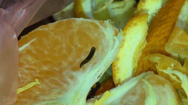 Червивые мандарины, прямиком из жарких стран смотреть онлайн