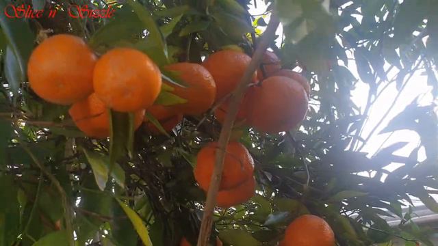 Mandarin Orange Tree | My Home Garden | Backyard Gardening смотреть онлайн