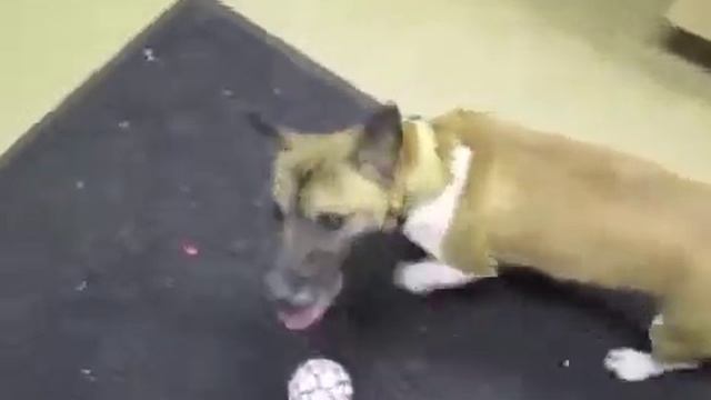 Protectors of Animals adoptable dogs: Jax the Rat Terrier смотреть онлайн