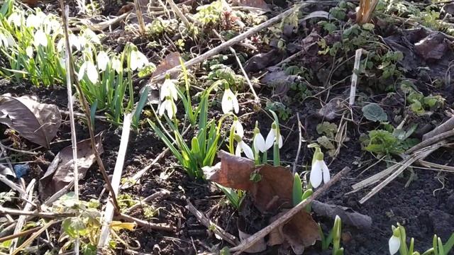Весна пришла. Зацвели подснежники. Snowdrops. смотреть онлайн