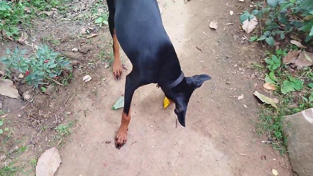 Doberman | Blakey | 5 months | eating favorite fruit mango смотреть онлайн