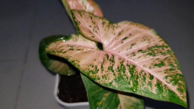 Syngonium Pink Flecked, Tanaman Aroid Indah Wajib Dikoleksi