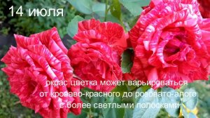 Ред Интуишн и Пинк Интуишн