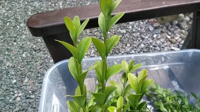 Самшит в ландшафте сада. Обрезка, черенкование. смотреть онлайн