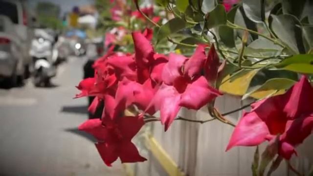 Видео фон для сайта Розовые цветы смотреть онлайн