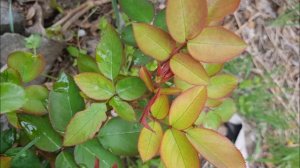 Отзыв на сорт розы Хайди Клум, ее плюсы, недостатки, размер куста, цветение... Обзор сорта.