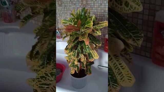 Кратончик вымахал!:). После душа... смотреть онлайн