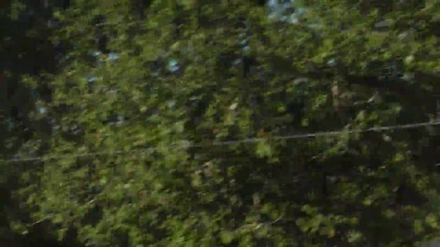 Рабочий класс. Кобели 1 (Главная выставка НКП, 16.08.15, Яхрома) смотреть онлайн