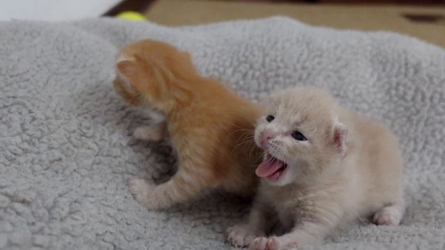 Найденные в подвале новорожденные котята открыли глаза. смотреть онлайн