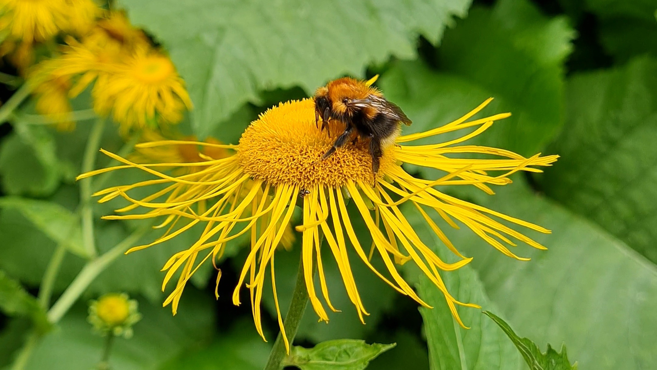 Шмели работают