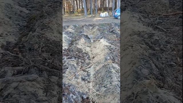 Голубика , где взять МНОГО верхового торфа для посадки? #shorts смотреть онлайн