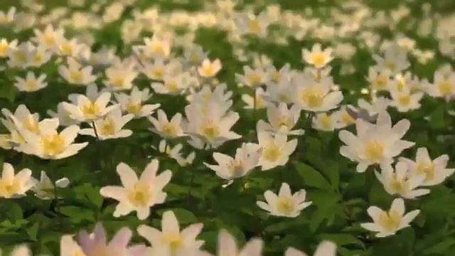 Цветочный танец смотреть онлайн