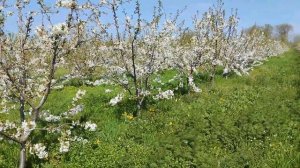 Цветение черешни сорта техлован???. 25.04.2023.          Формировка испанский куст.