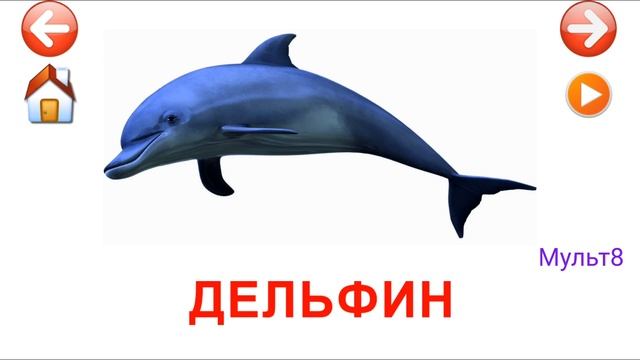 Учебные Карточки для детей #Домана Морские животные на канале #Мульт8 смотреть онлайн