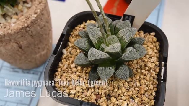 Haworthia pygmaea 'Toku Keba' green اشكال واسماء العصاريات: هاورثيا القزم طوكو كيبا خضراء смотреть онлайн