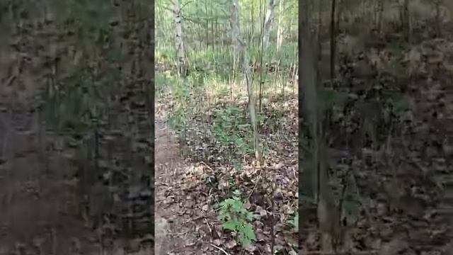 можно ли сажать хвойные на своем участке. смотреть онлайн