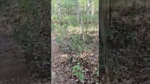 можно ли сажать хвойные на своем участке.