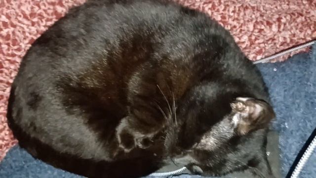 My Munchkin Kitty. Short thick legs, linebacker shoulders. смотреть онлайн
