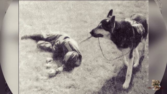 Поздравляем всех с Днем Победы! | Приют Дружок Липецк смотреть онлайн