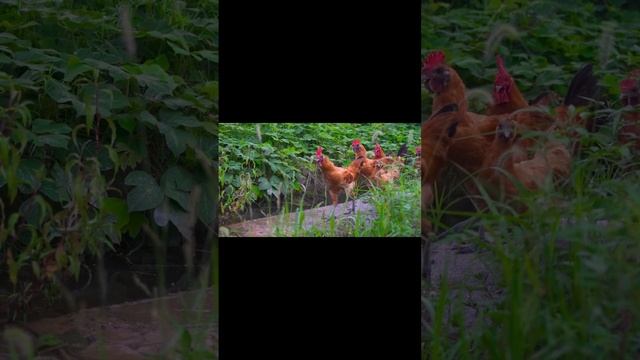 The good life of chickens смотреть онлайн