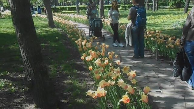 Парк тюльпанов в Кировограде - Кропивницкий 2018 смотреть онлайн