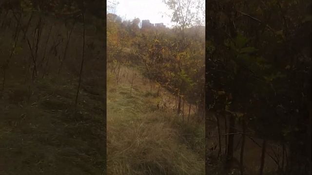 #ОСЕННИЕ #ЦВЕТЫ #chișinău смотреть онлайн