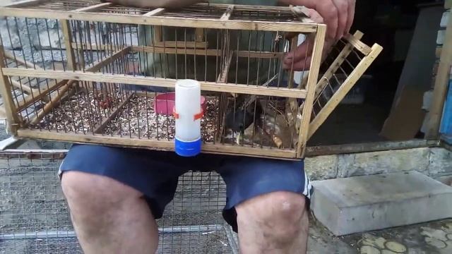 Поймал Скворца смотреть онлайн