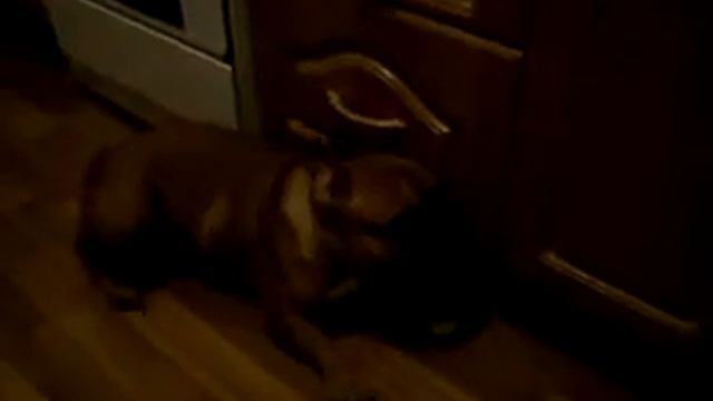 Приступы болей у собаки при экструзии диска шейного отдела смотреть онлайн