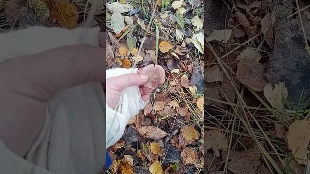 19 октября!10 видов поздних осенних грибов! смотреть онлайн