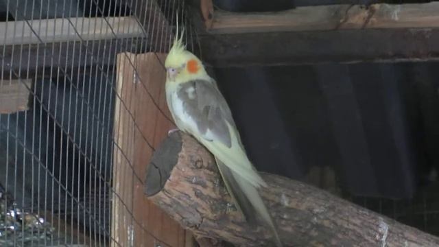 КОРЕЛЛА - серо-жёлтый попугай с оранжевыми щеками смотреть онлайн