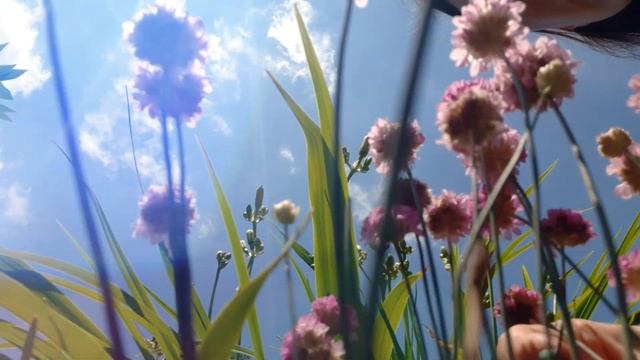 ✂️? How to Video: Deadhead Sea Thrift - Armeria: Quick Clip Tips by • Growing Home Gardening смотреть онлайн