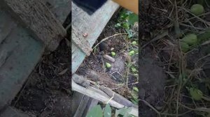 Пересадил голубику в высокую грядку .