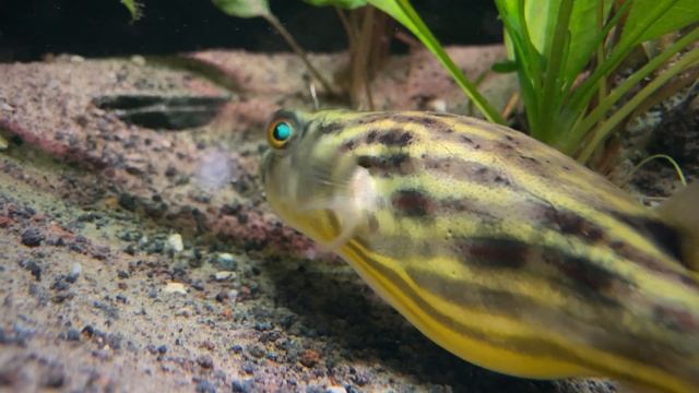 Fahaka Pufferfish |  African Nile River Biotope (Tetraodon Lineatus) | 4K